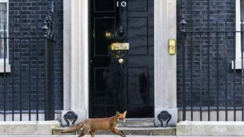 El zorro de Downing Street (FOTOS, VÍDEO)