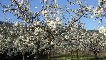 Cuatro destinos espectaculares para disfrutar de los cerezos en flor