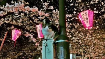 Desearías estar ahora en Japón con sus cerezos en flor