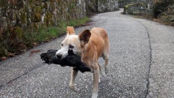 La imagen de una perrita con el cadáver de su cría calcinado se convierte en símbolo de la desolación en Galicia