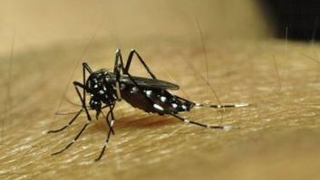 Madrid registra un aumento de casos de dengue, 