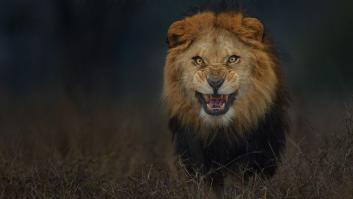El miedo cara a cara: fotografió a este león así de cerca... y escapó