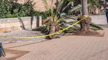 Fallece una mujer tras caerle una palmera por el fuerte viento en Palma
