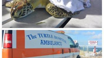 Cómo se las arregló este hospital para salvar a sus tortugas durante el huracán Irma
