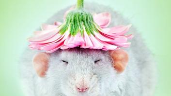 Una fotógrafa combate la fobia a las ratas con estas irresistibles imágenes