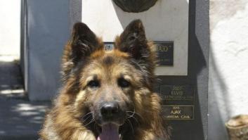 Ajax, el perro de la Guardia Civil condecorado por su valentía (FOTOS)