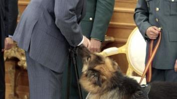 El rey recibe en la Zarzuela a Ajax, el perro condecorado por localizar un explosivo de ETA en 2009 (FOTOS)