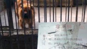 Cierra un zoo en Luohe (China) que hizo pasar mastines tibetanos por leones africanos