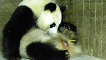 Nace un panda en el Zoo de Madrid (FOTOS, VÍDEO)
