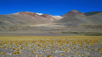 Las lluvias de El Niño cubren de un espectacular manto de flores el desierto más seco del mundo