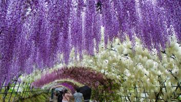Japón debe ser el lugar más bonito de la Tierra cuando florecen las wisterias