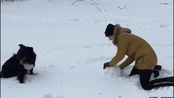 20 mascotas alucinando con la nieve
