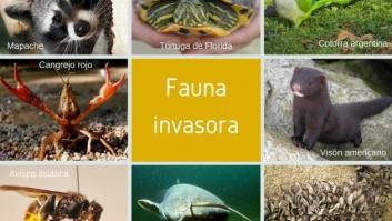Las especies invasoras en España: cuáles son, qué daño hacen, cómo se combaten