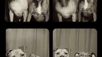Imagina que metes a tus perros en un fotomatón (FOTOS)
