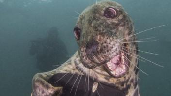 ¡Pa-ta-ta! La foto de esta foca sonriente bien vale un premio de fotografía