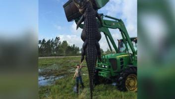 Un espectacular caimán de cinco metros, capturado en Florida