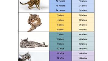Cuál es la equivalencia entre la edad de un gato y la edad humana
