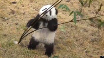 La lucha de este pequeño panda contra el bambú es puro lunes