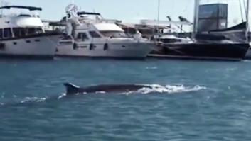 Avistan una ballena de 12 metros en La Marina de Valencia