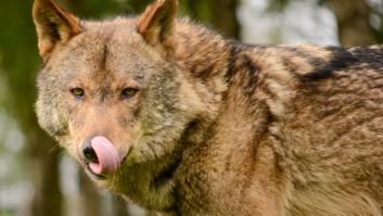 Europa deja sola a España con la protección del lobo