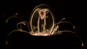 Investigadores asturianos descifran el genoma de la medusa inmortal, capaz de revertir su ciclo vital