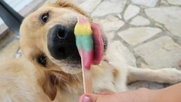 El helado casero que ayudará a tu perro a combatir el calor