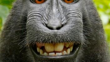 Polémica por el selfie del mono: los animales no tienen derechos de autor