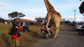 Esta jirafa intenta montar en moto, pero sus patas se lo impiden (VÍDEO, GIFS)