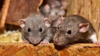 Detectan en España el gusano pulmonar de la rata, capaz de causar meningitis eosinofílica en humanos