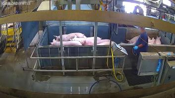 Graban por primera vez el interior de una cámara de aturdimiento de cerdos con CO2