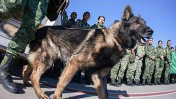 Proteo, un perro rescatista mexicano, fallece en las labores de rescate del terremoto de Turquía