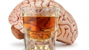Así daña el alcohol al cerebro