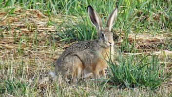 Alerta por el conejo híbrido que arrasa los cultivos de España