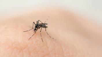 Qué se sabe de los casos de dengue autóctono localizados en Ibiza