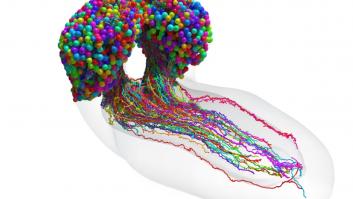 Descubren el primer mapa completo de un cerebro complejo