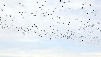 Este es el pájaro más lento del mundo: solo alcanza los 8 km/hora