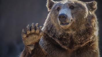 Un oso provoca indignación y caos en este pueblo español