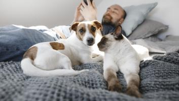La ciencia desvela si es mejor dormir con un perro o con un gato