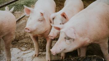 En Japón pagan 200 euros el kilo por esta parte del cerdo ibérico y ¡no es el jamón!