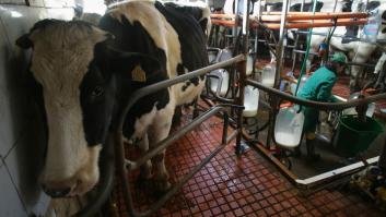 Condenado en Lugo por matar 150 vacas a cambio de 150.000 euros