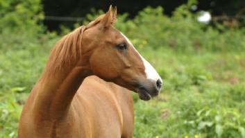 La multa que pagaría el dueño que dejó ahorcar a su caballo con la nueva ley animal