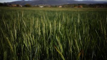 Científicos españoles hallan una hormona revolucionaria que 'evita' la muerte de las plantas por sequía