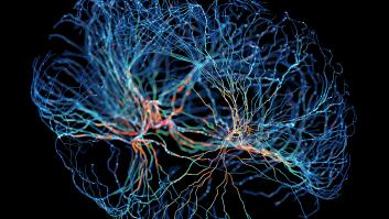 La conexión mente-cuerpo está integrada en el cerebro, según un estudio
