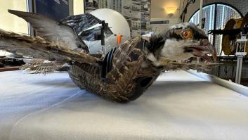 Científicos de Estados Unidos hacen volar los pájaros muertos