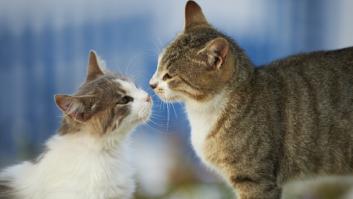 El veterinario Victor Algra resuelve el misterio del cambio de humor repentino de los gatos