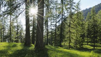 Pique y secretismo entre los dos árboles más viejos del mundo