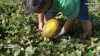 Un agricultor hace saltar todas las alarmas con el mejor melón de España por la sequía