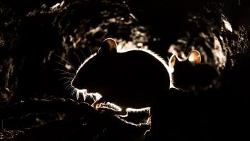 Reino Unido se prepara para el caos de las 300 millones de ratas 'obesas e inmortales'