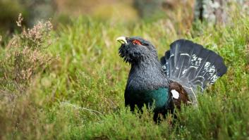Polémico plan genético para rescatar una de las aves típicas de España