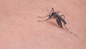 Dos estudios desvelan el olor que más atrae a los mosquitos